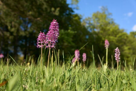 Orchieen im Naturpark Eichsfeld-Hainich-Werratal