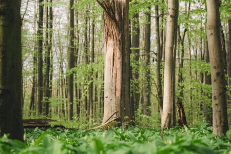 Totholz im Nationalpark Hainich